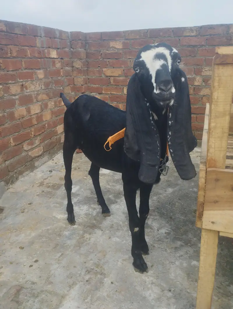 Goat for Sale — photo 5