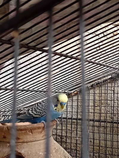 budgies breader pair