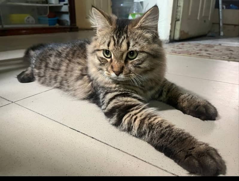 ffemale cat 0