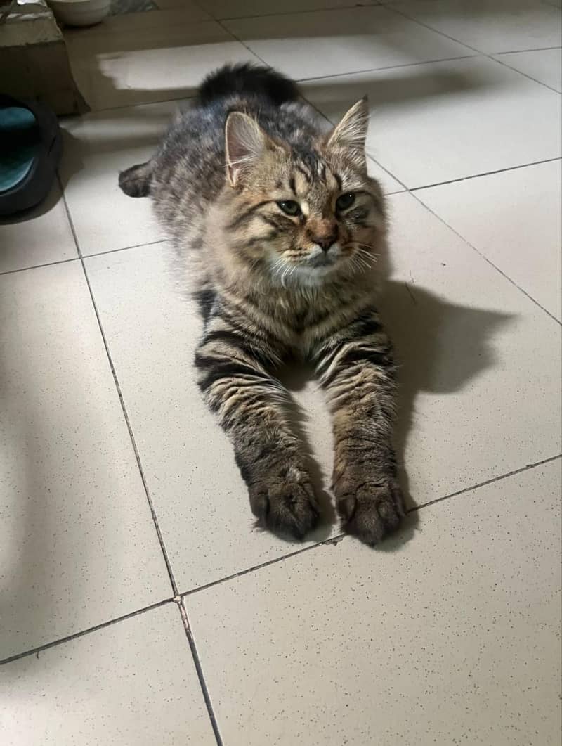 ffemale cat 1