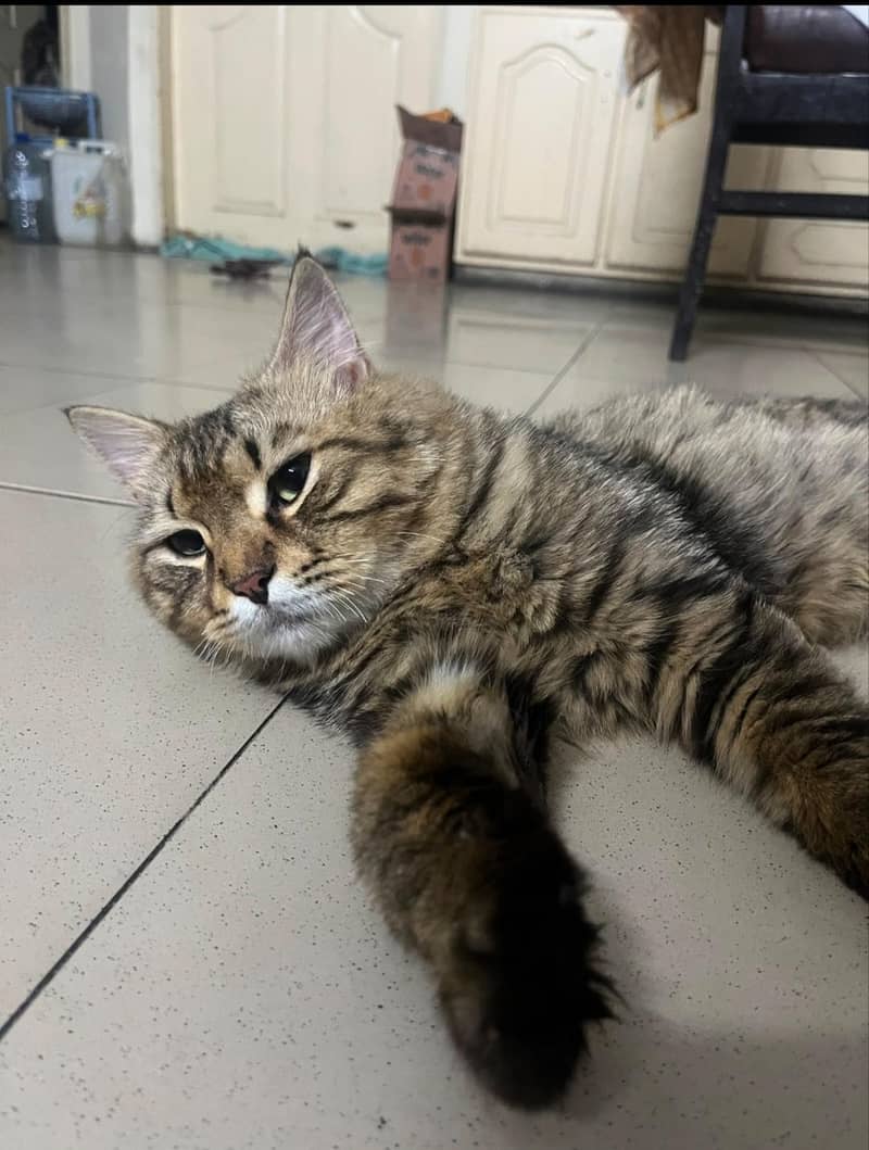 ffemale cat 2