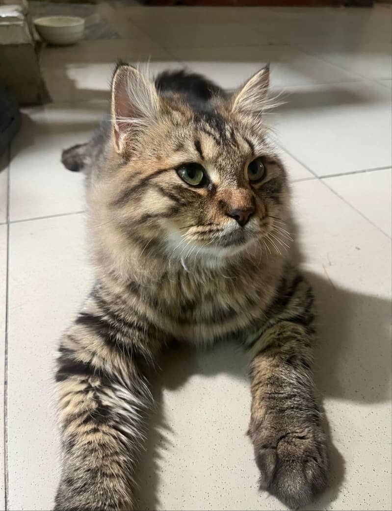 ffemale cat 3