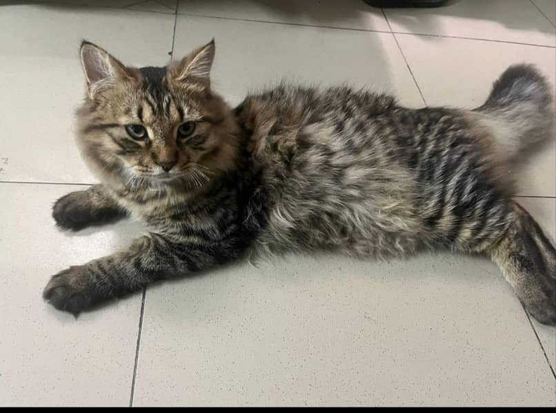 ffemale cat 4