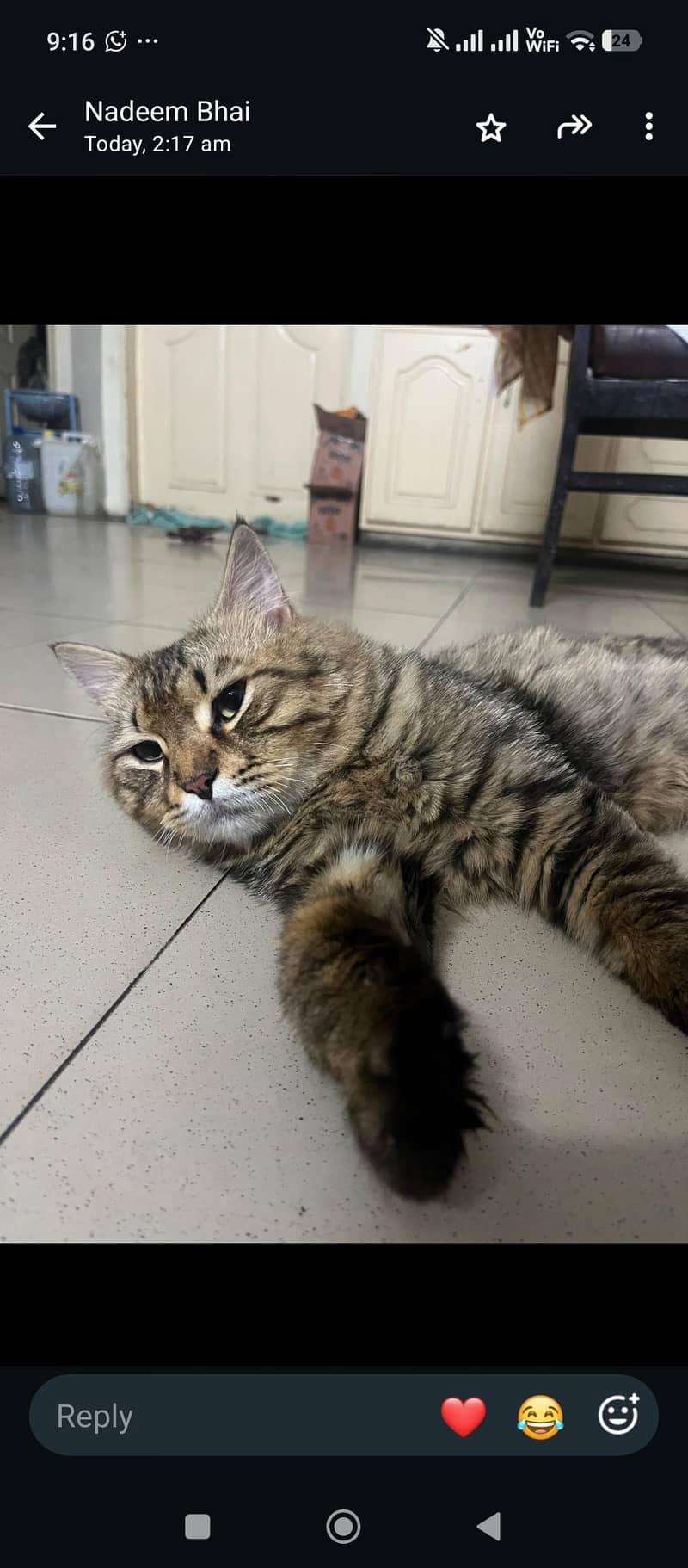 ffemale cat 5
