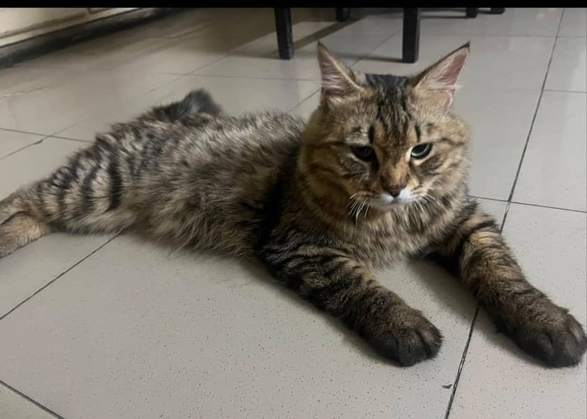 ffemale cat 6