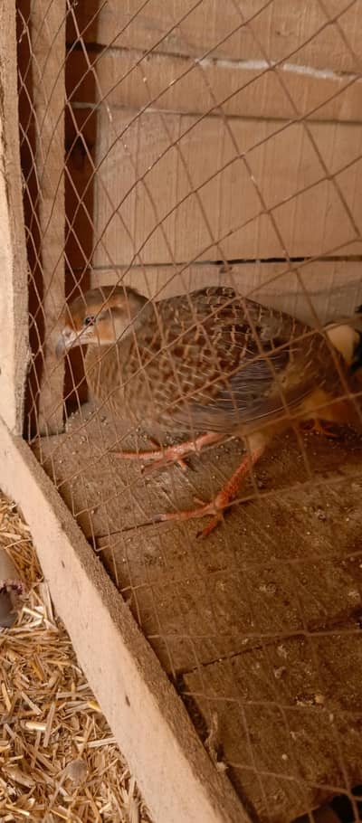 Dakni female teetar