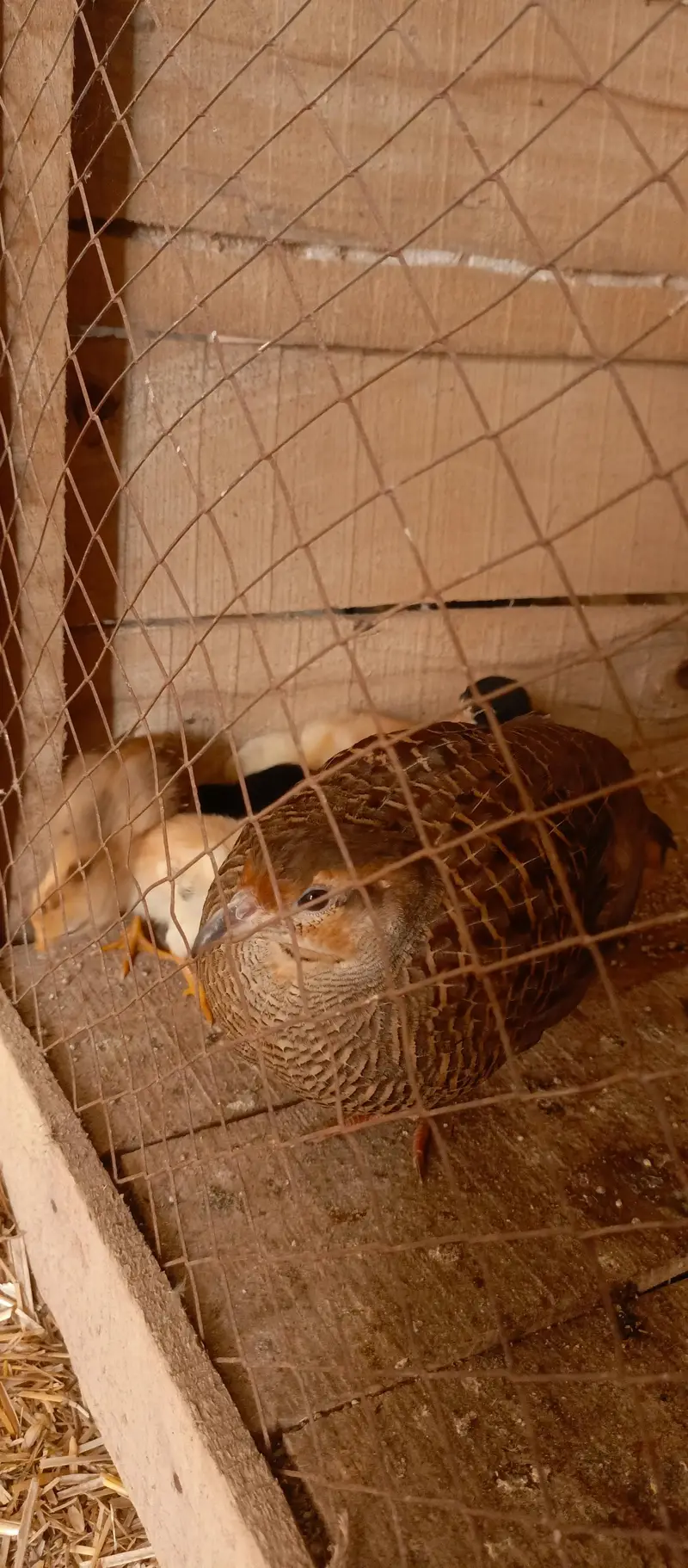 Dakni female teetar — photo 3