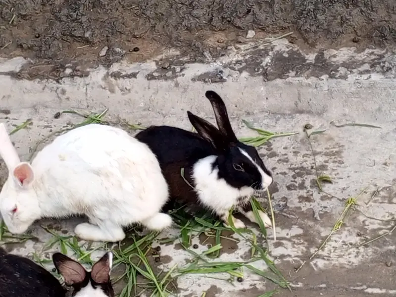 rabbits for sale Red eyes — photo 2