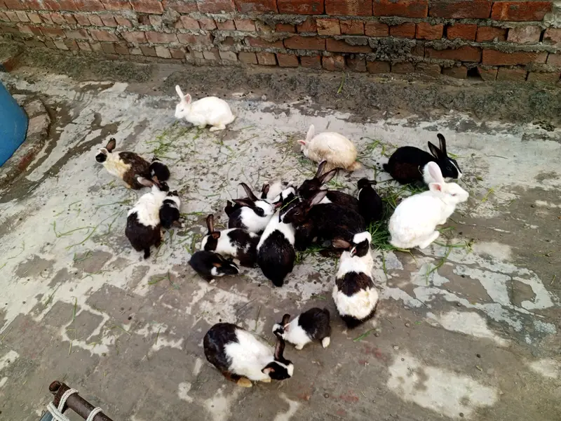 rabbits for sale Red eyes — photo 3
