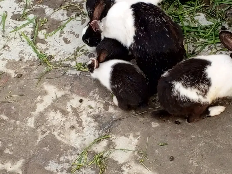 rabbits for sale Red eyes — photo 6