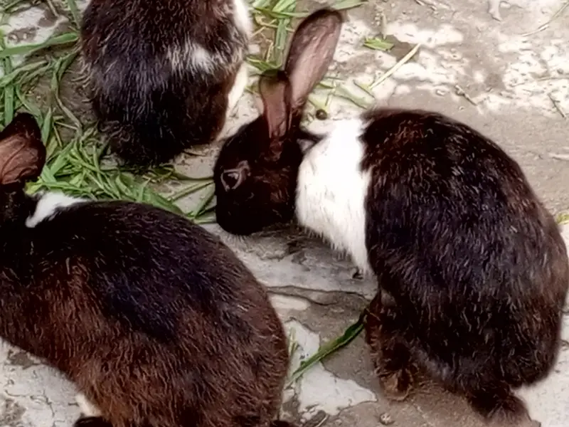 rabbits for sale Red eyes — photo 8