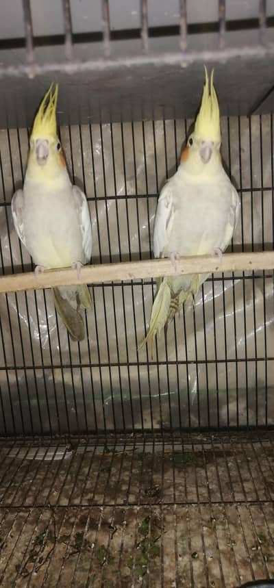 ready to breed pair  what's app number 03003533632