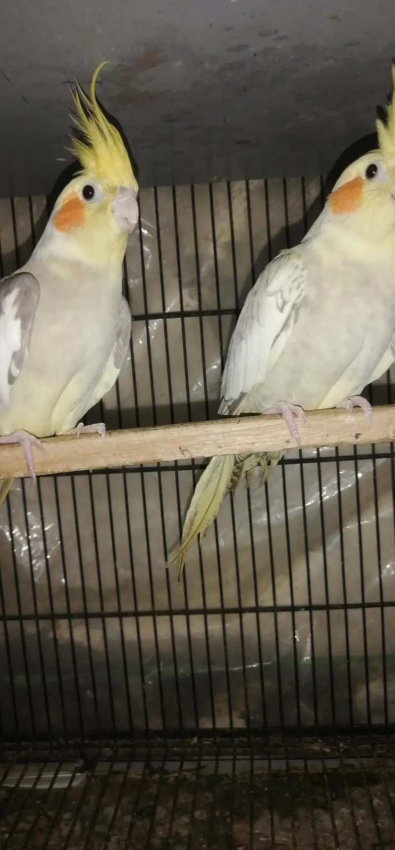 ready to breed pair  what's app number 03003533632 — photo 2
