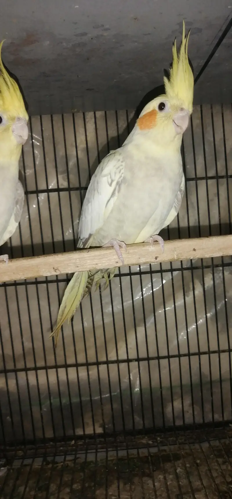 ready to breed pair  what's app number 03003533632 — photo 3