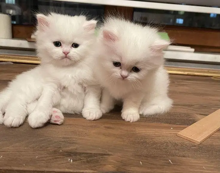 persian kittens for sale — photo 2