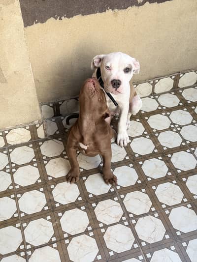 PITBULL PUPPIES FOR SALE