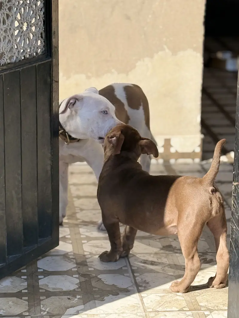 PITBULL PUPPIES FOR SALE — photo 2