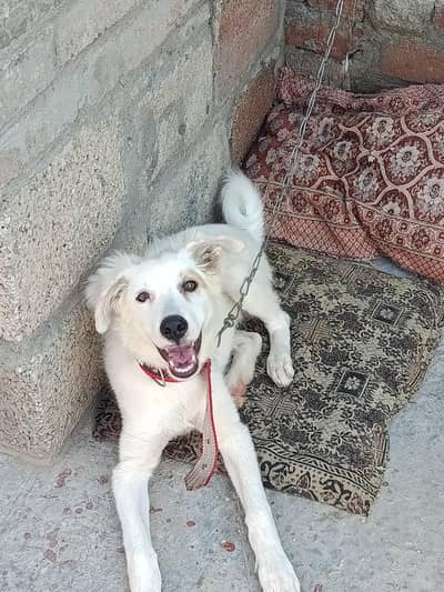 Dog for sale in reasonable price