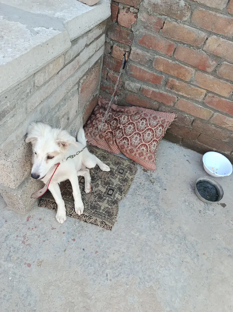 Dog for sale in reasonable price — photo 2