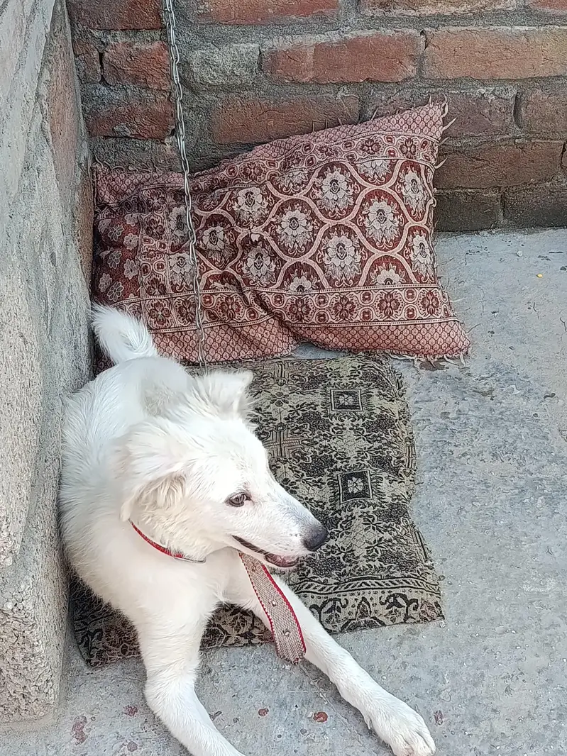 Dog for sale in reasonable price — photo 3