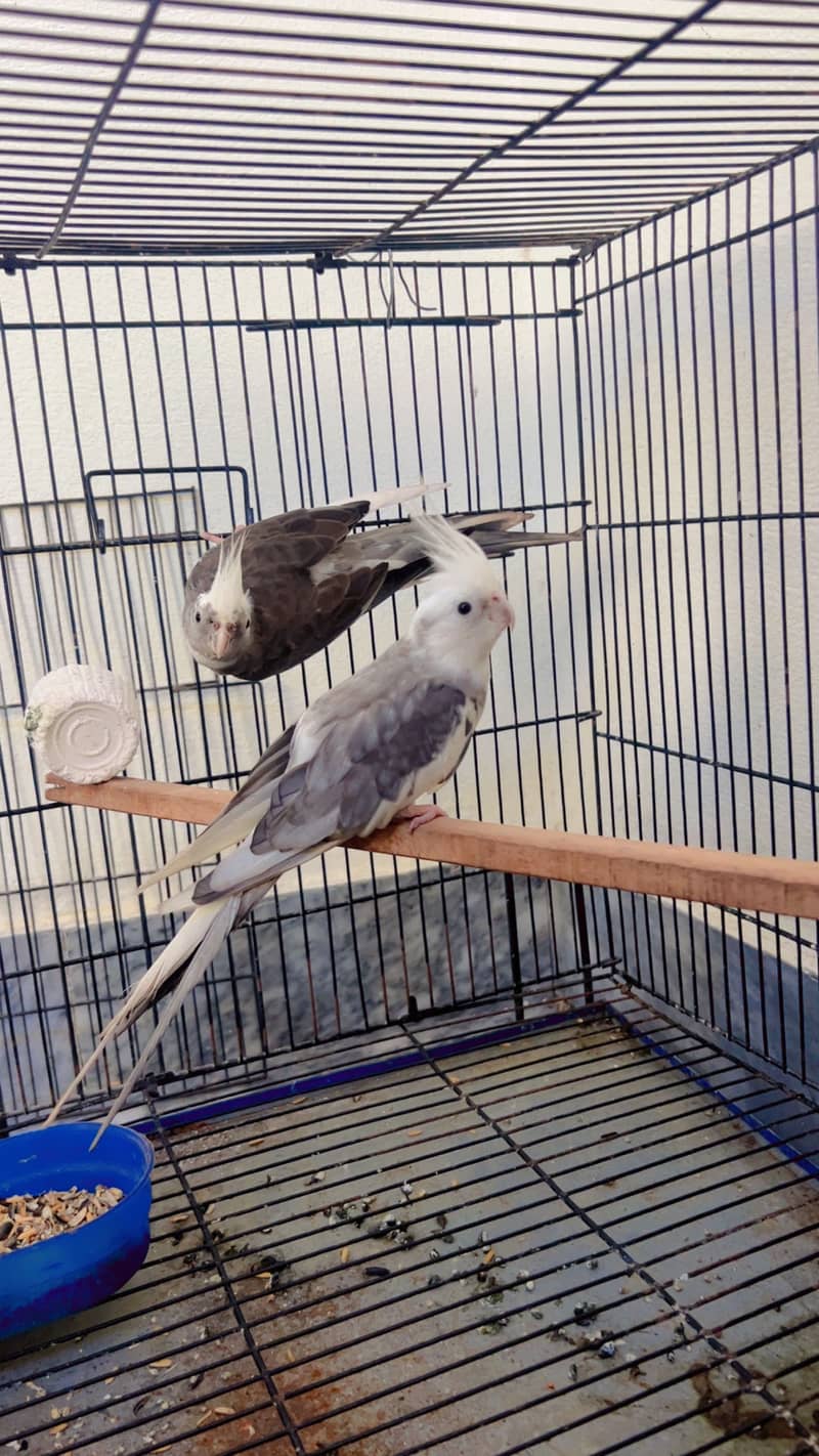 Parrots 1