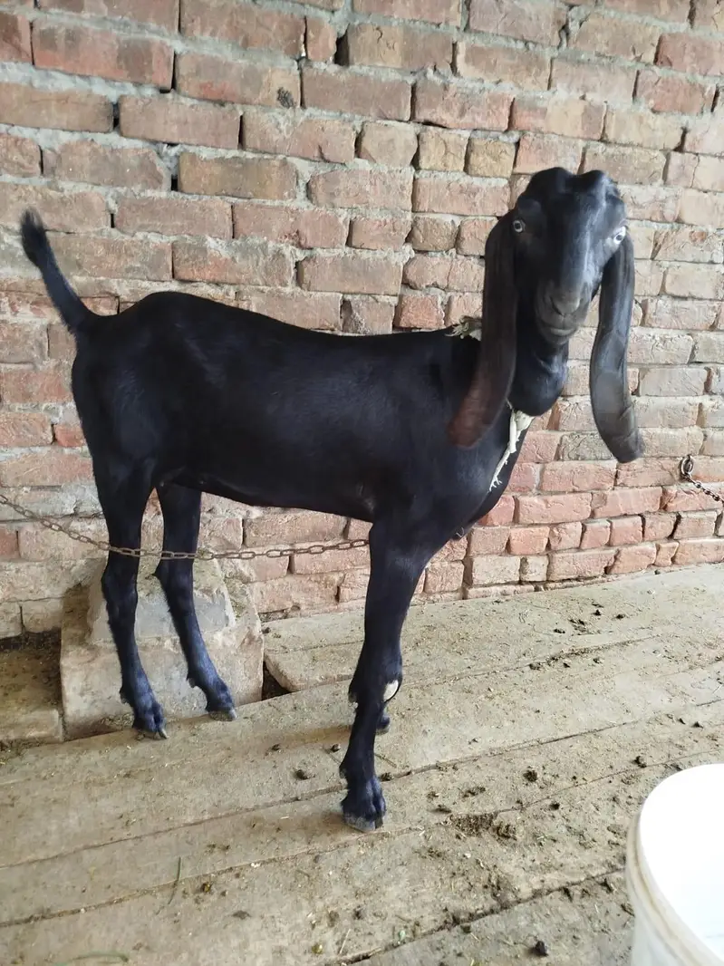 Ak ma ha or dusri usi ka suwa ha — photo 3