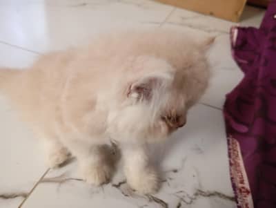 Persian Punch Face Cat for Sale – PKR 18,000