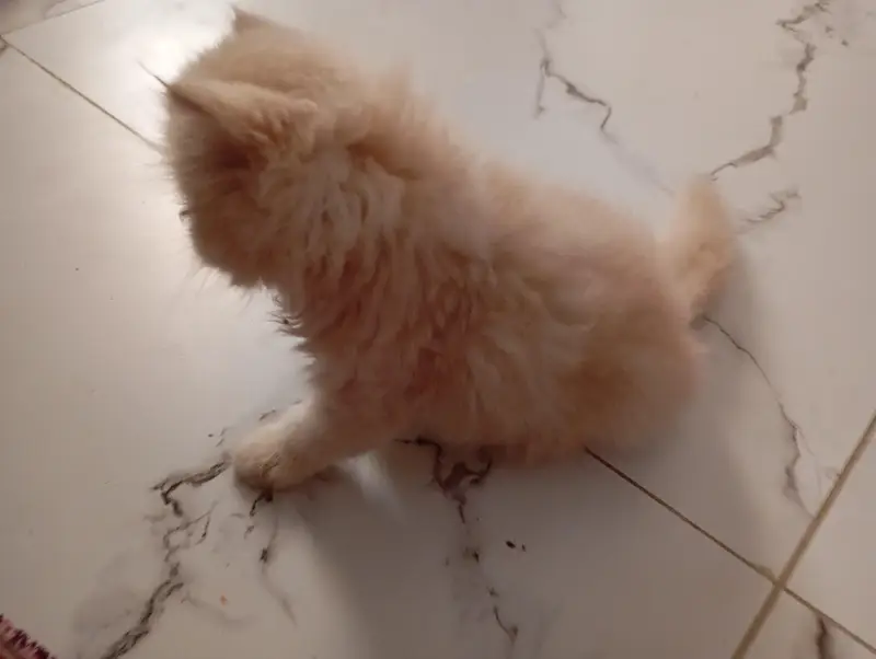Persian Punch Face Cat for Sale – PKR 18,000 — photo 2