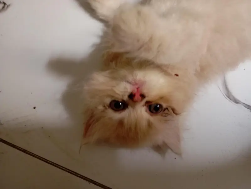 Persian Punch Face Cat for Sale – PKR 18,000 — photo 3