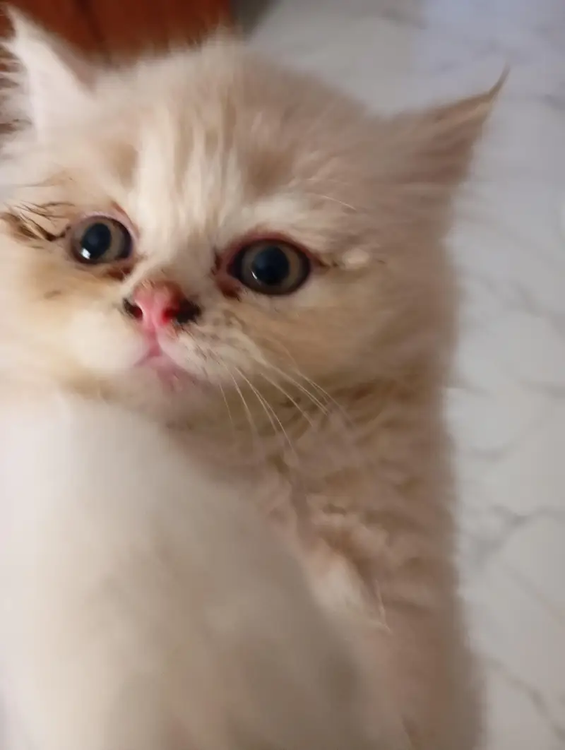 Persian Punch Face Cat for Sale – PKR 18,000 — photo 4