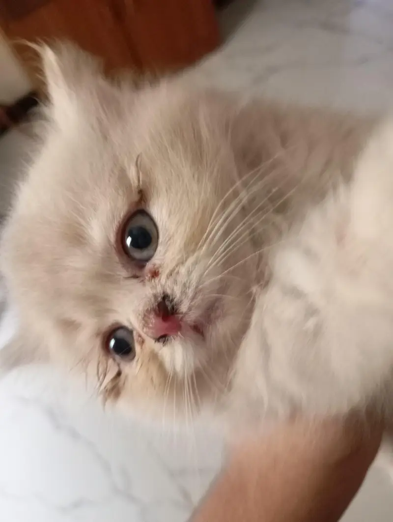 Persian Punch Face Cat for Sale – PKR 18,000 — photo 5