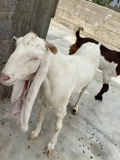 Gulabi cross goat for sale