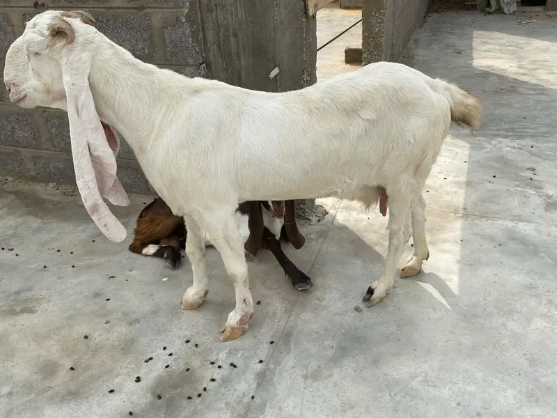 Gulabi cross goat for sale — photo 2