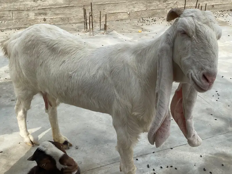 Gulabi cross goat for sale — photo 3