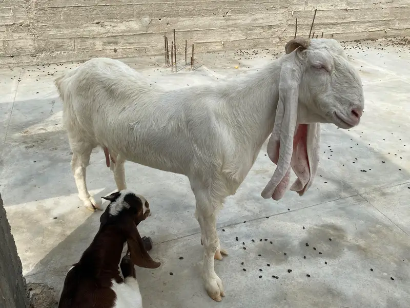 Gulabi cross goat for sale — photo 4
