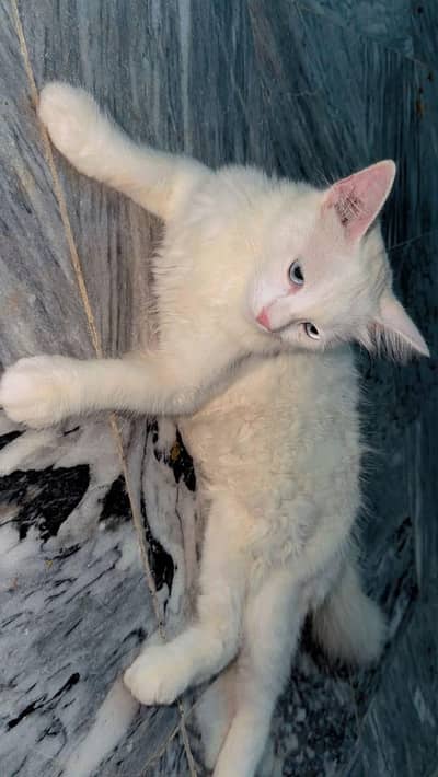 Persian cat for sale