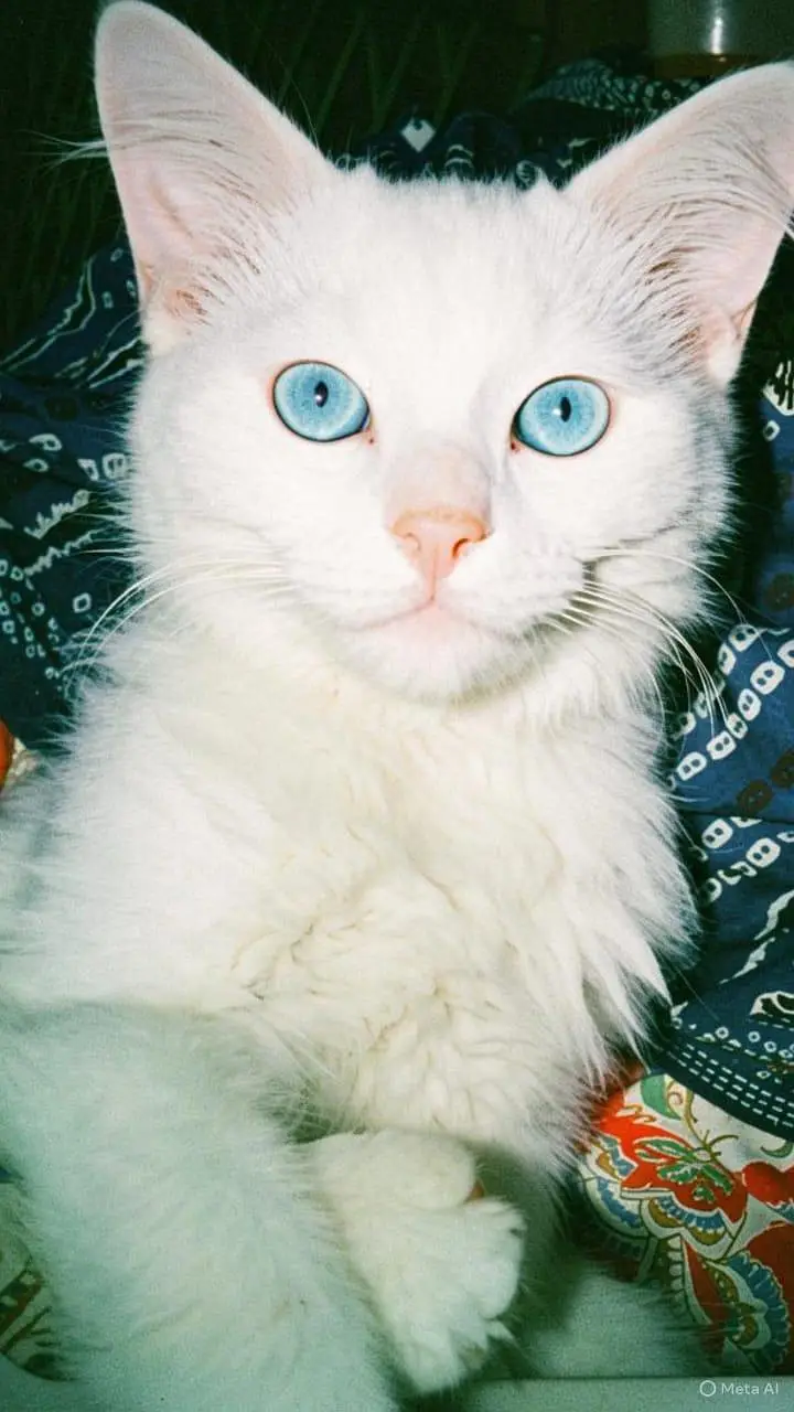 Persian cat for sale — photo 2