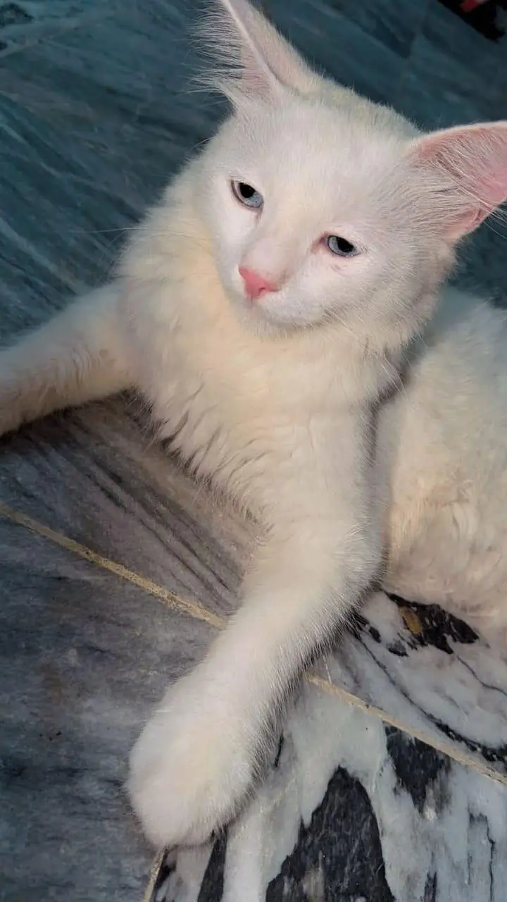 Persian cat for sale — photo 3