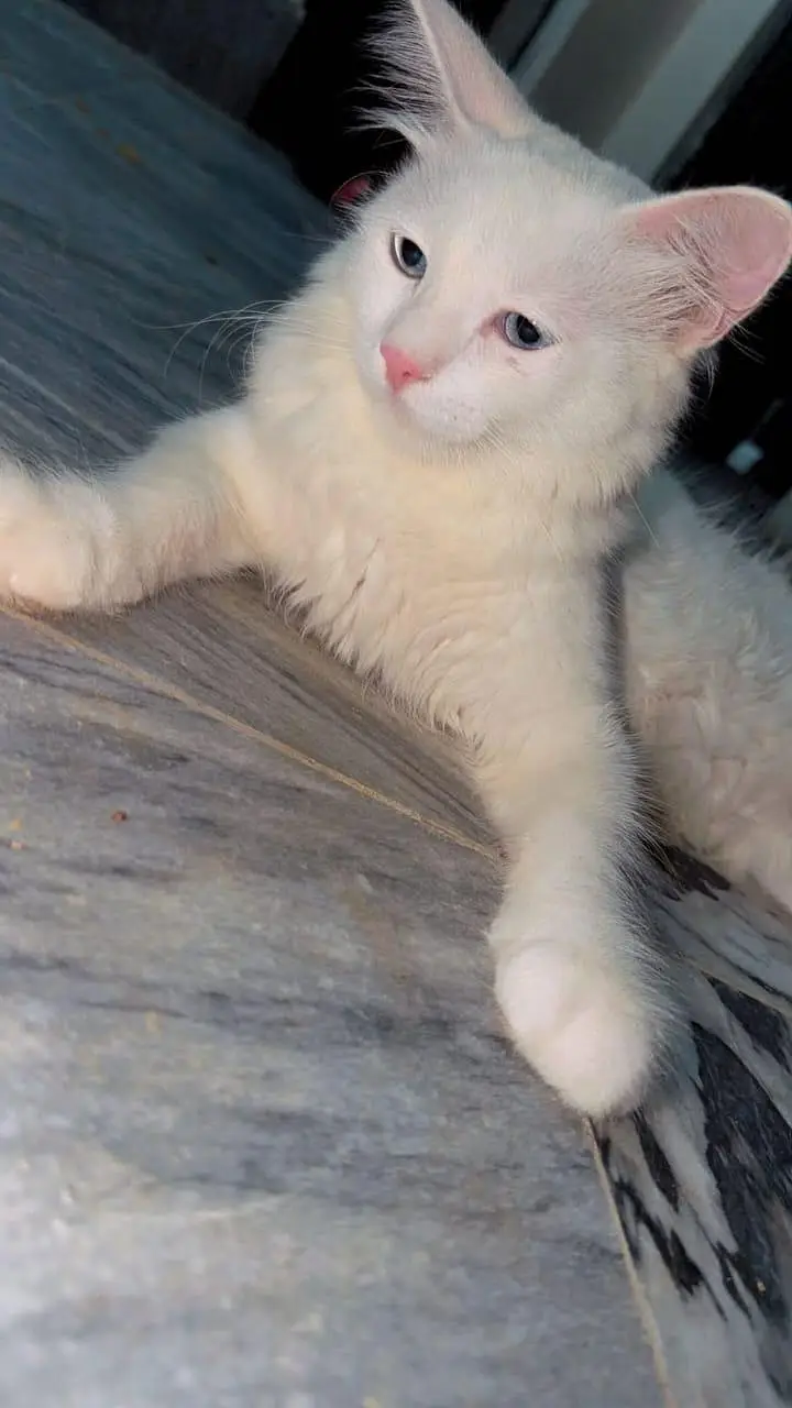 Persian cat for sale — photo 4