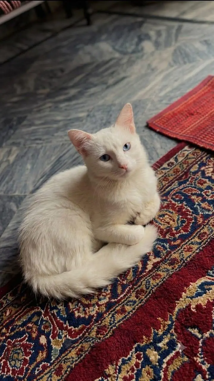 Persian cat for sale — photo 5