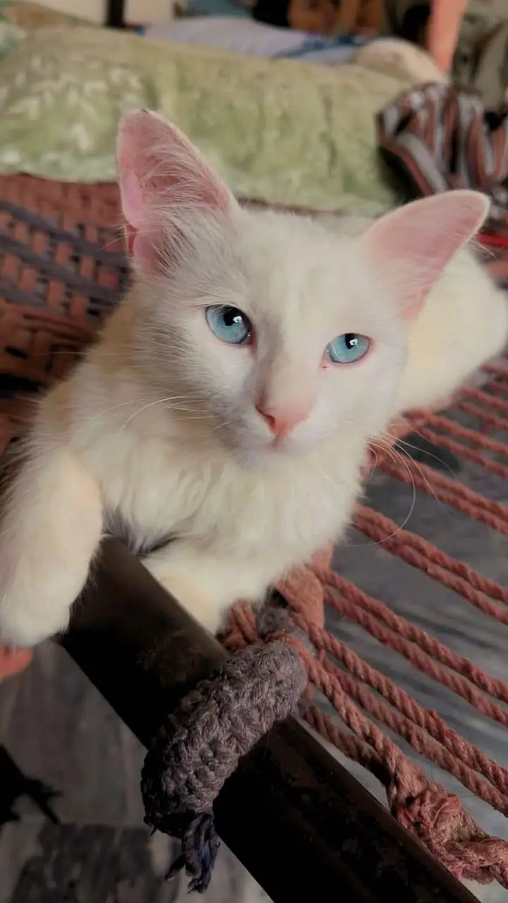 Persian cat for sale — photo 6