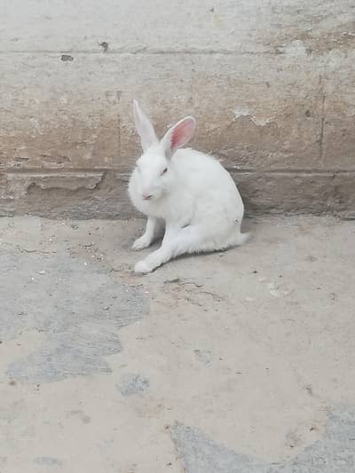 red eys white rabbit pair