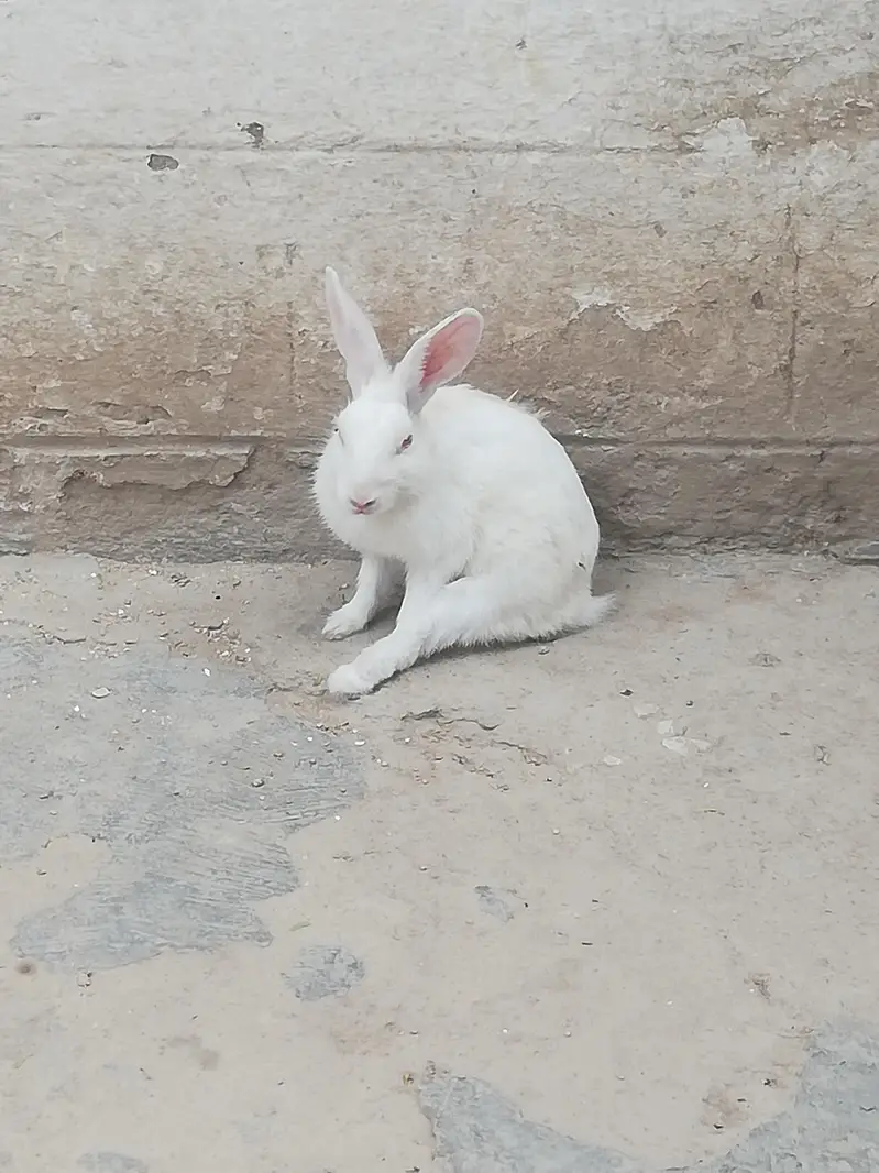 red eys white rabbit pair — photo 2