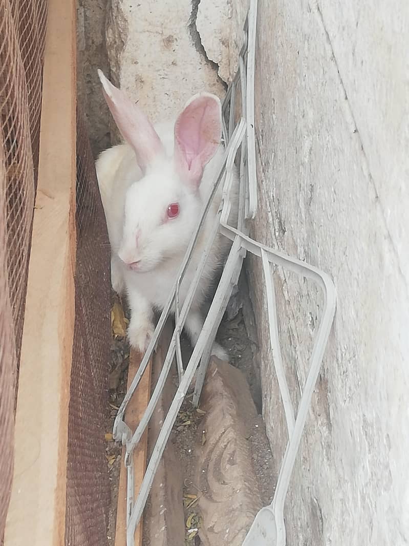red eys white rabbit pair 2