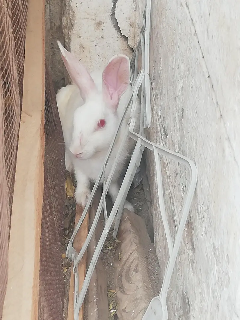 red eys white rabbit pair — photo 3