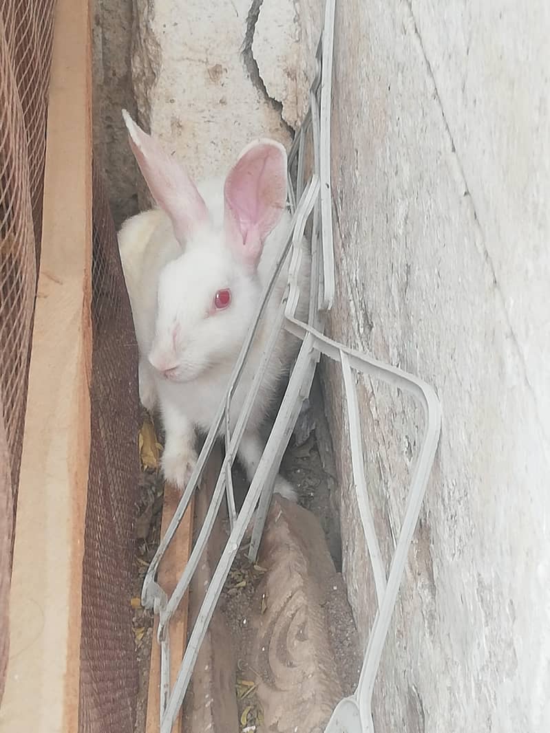 red eys white rabbit pair 3