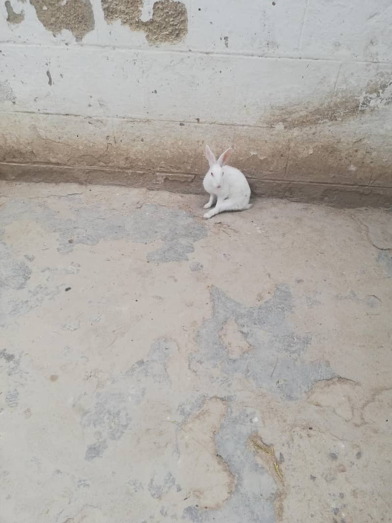 red eys white rabbit pair 4