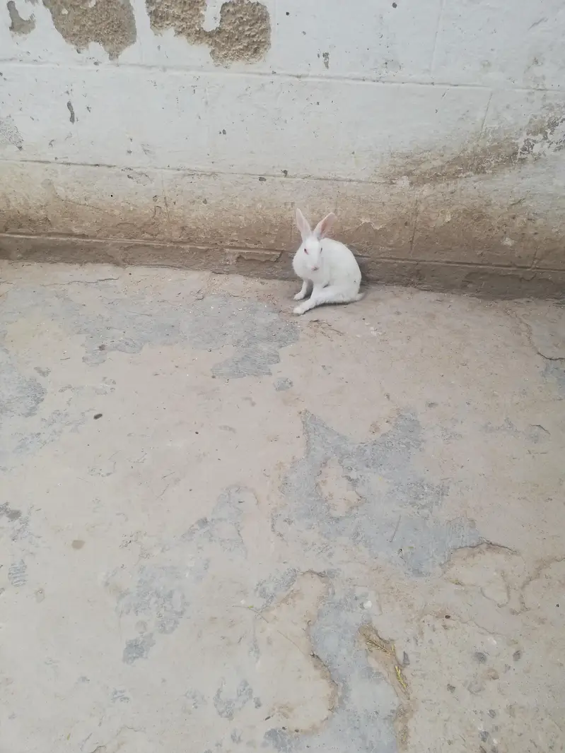 red eys white rabbit pair — photo 5