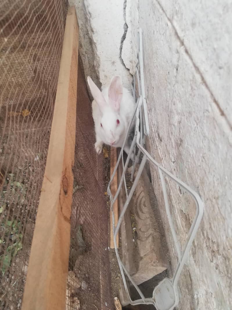 red eys white rabbit pair 5