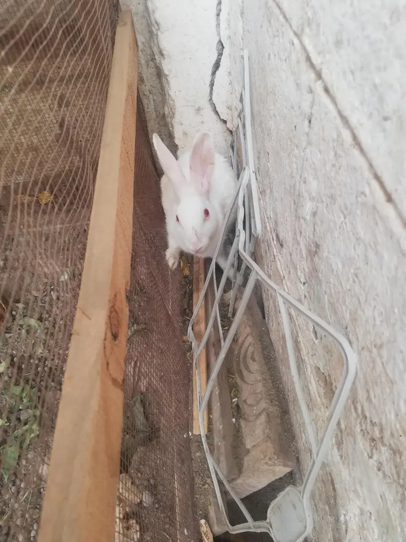 red eys white rabbit pair — photo 6